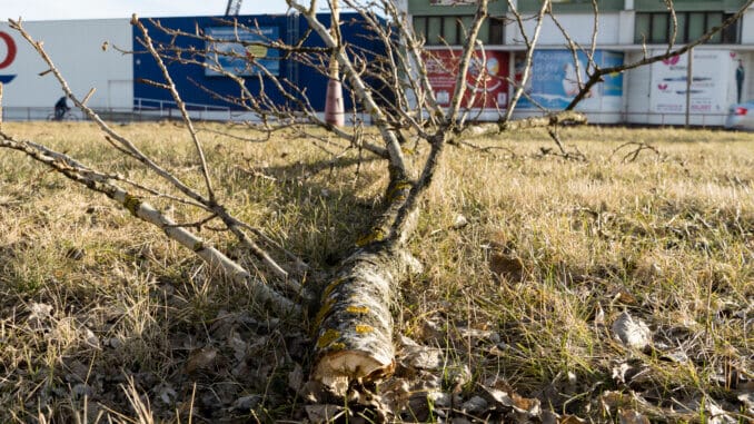 Mŕtvy konár jedného zo stromov pri Žilinskej ceste. Foto: autor